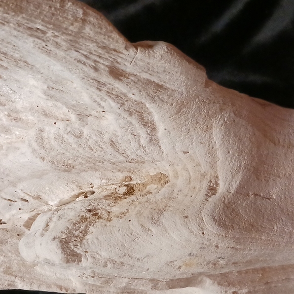 Petrified wood - Picture 12 of 16